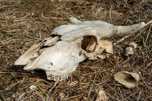 The skull of a cow lies on the ground in the open air.