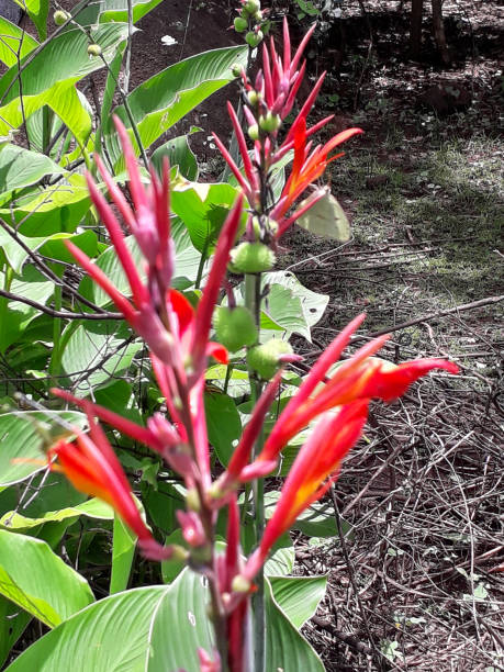 istock heliconia flowers 1365253964