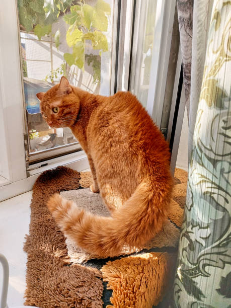istock A mongrel red cat looks out the window, scared, fur on end, back arched. The cat is timid, aggressive, defends itself. The cat fluffed his tail out of fear on the windowsill. 1365254264