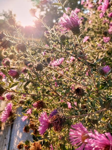 blühende lila asterblume im herbst auf der untergehenden sonne. die sonnenstrahlen gehen durch einen blühenden busch. vernichtend. - herbstastern stock-fotos und bilder