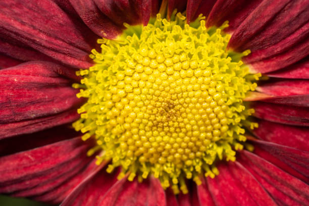 Natural flowers in high print quality.