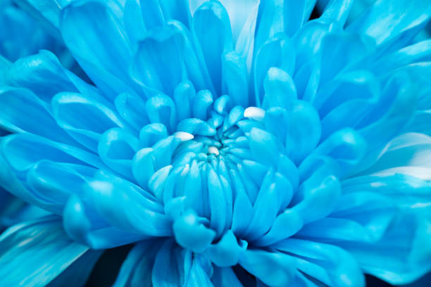 istock FLORES/FLOWERS/ROSE 1365256580