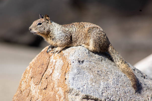 California Ground Squirrel on Rock California Ground Squirrel live along the central coast. california ground squirrel otospermophilus beecheyi stock pictures, royalty-free photos & images