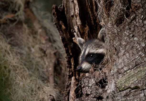 istock Raccoon in a Swamp 1365258431
