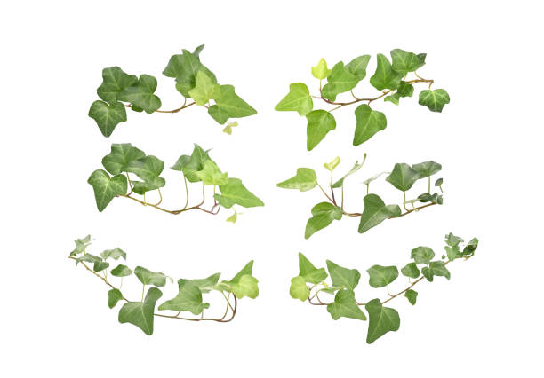 collection of ivy leaves isolated on white