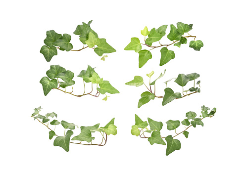 collection of ivy leaves isolated on white