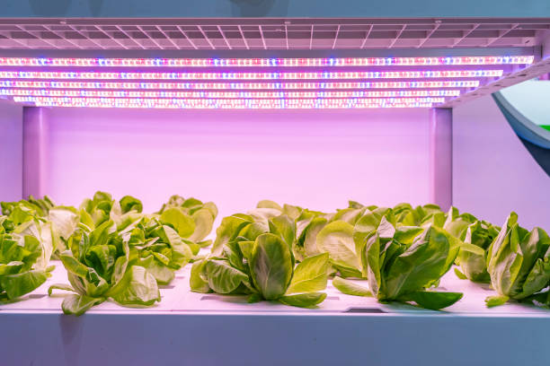 тепличные овощи завод с led light крытый технология фермы - hydroponics vegetable lettuce greenhouse с�токовые фото и изображения