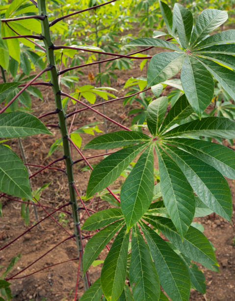 istock Close up of plants with leafs 1365261843