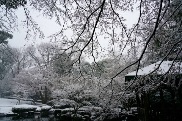 Otaguro Park in Suginami Ward, Tokyo, Japan. The Japanese garden covered with white snow in winter is a black and white world.