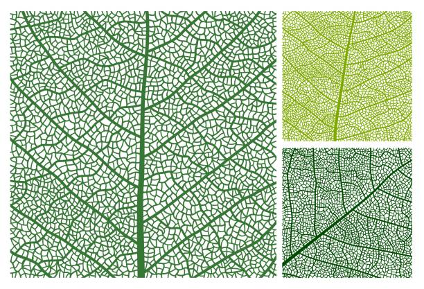 illustrations, cliparts, dessins animés et icônes de motif de texture des feuilles arrière-plan, nervures et cellules - photosynthèse