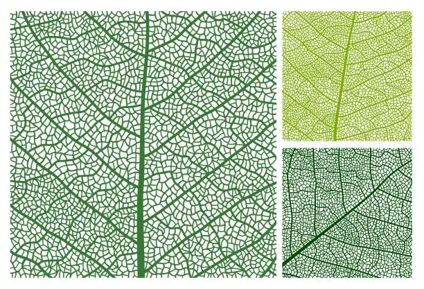 Vector illustration of Leaf texture pattern background, veins and cells