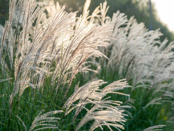 Close up of reeds in the sunset Close up of reeds in the sunset ornamental grass stock pictures, royalty-free photos & images