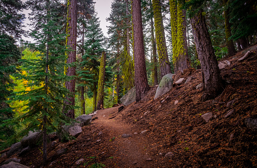 One on a beautiful and secluded hiking trail surrounded by moss covered trees. \n\nThis is the trail to Marlette Lake near Lake Tahoe