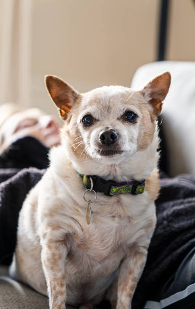 istock Chihuahua Resting On Couch 1365265855
