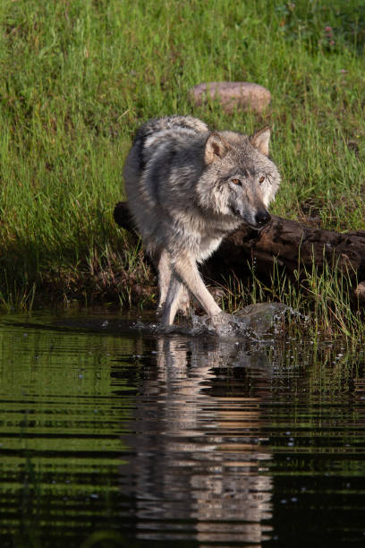 istock Gray wolf near water 1365269945