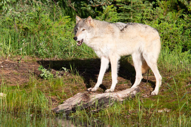 istock Gray wolf near water 1365269951