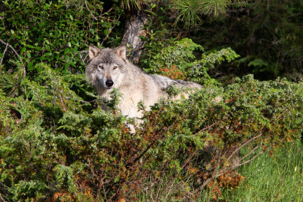 istock Gray wolf near water 1365270615