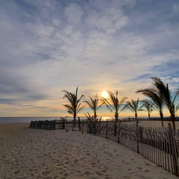 istock Sunrise thru the palm tees 1365270925