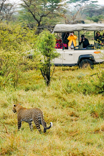 Maasai Mara, Kenya - Sept 26, 2013. A male leopard walking calmly through grass while Asian tourists take photos from a safari jeep in the background. The wild animal is habituated to humans in vehicles.