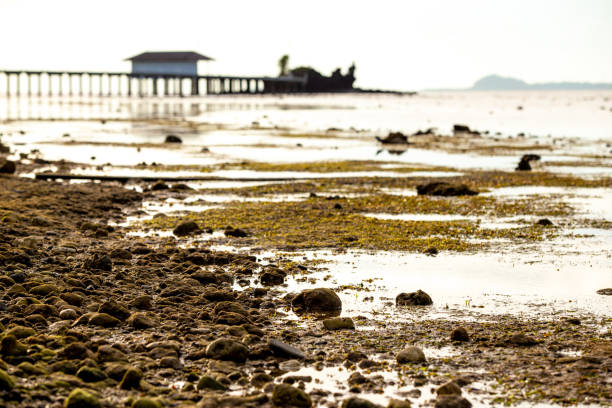 the environment and  the habitat at the beach coast