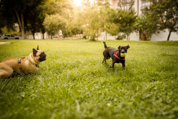 istock Two dogs playing at the park with ball 1365277055