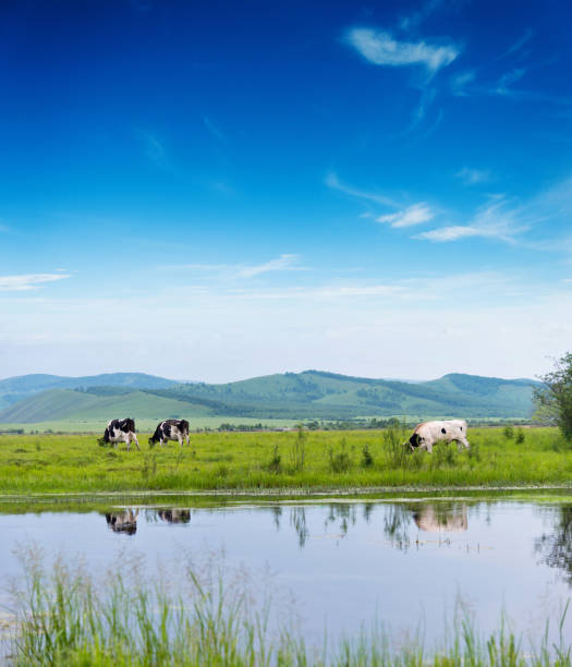 vaches paissant dans le champ agricole - pasture green meadow cloud photos et images de collection