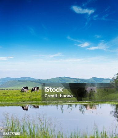 istock Cows grazing in the agricultural field 1365277851