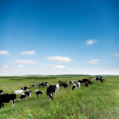 Herd of Black and Red Angus cattle descending from a grassy hill on a Montana ranch on a sunny summer day.