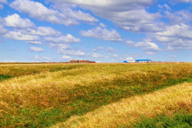 istock Grass grows vigorously on the boundless prairie 1365278891