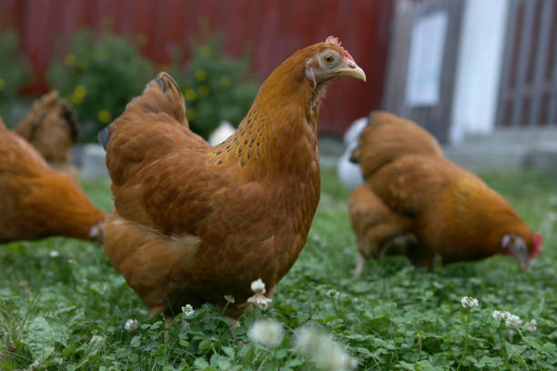 istock Domestic chicken on traditional rural barnyard in summer. 1365281934