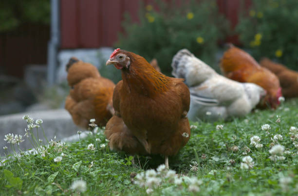 istock Domestic chicken on traditional rural barnyard in summer. 1365281944