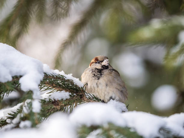 istock Sparrow sits on a fir branch with snow in winter 1365282610