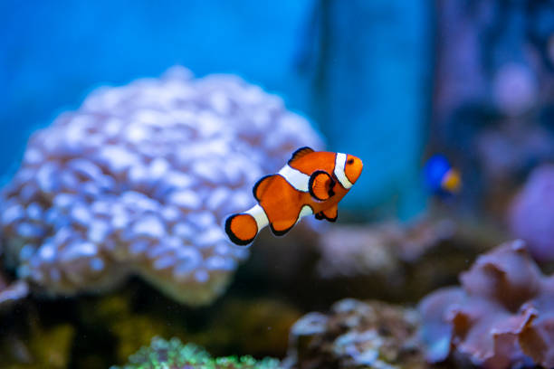 istock Nemo Clown Fish in a colorful aquarium 1365282861