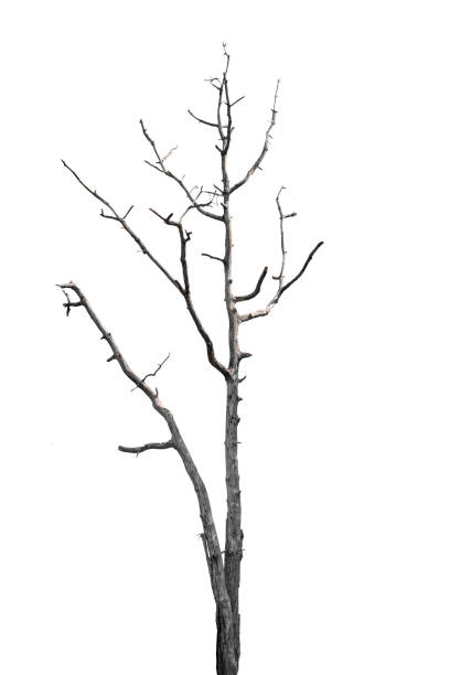 dead trees in thailand isolated on a white background