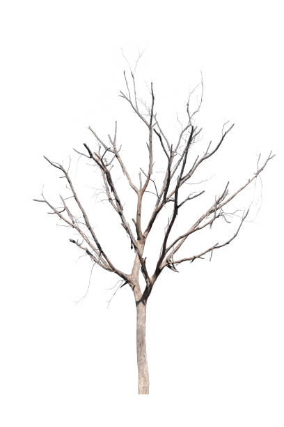 istock dead trees in thailand isolated on a white background 1365283929