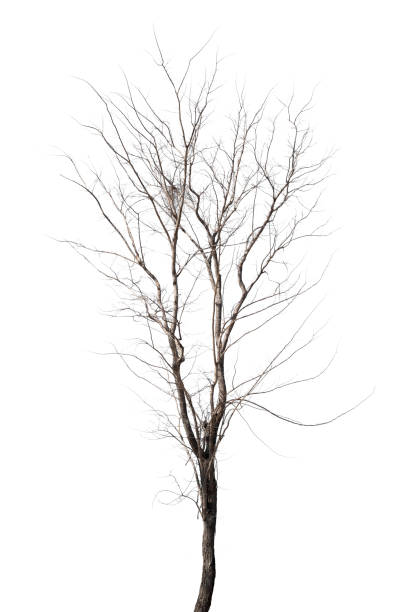 istock dead trees in thailand isolated on a white background 1365284605
