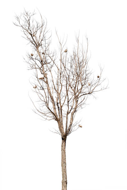 istock dead trees in thailand isolated on a white background 1365284606