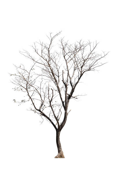 istock dead trees in thailand isolated on a white background 1365284623
