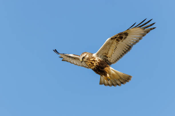 rough legged hawk hovering - eurasian buzzard imagens e fotografias de stock