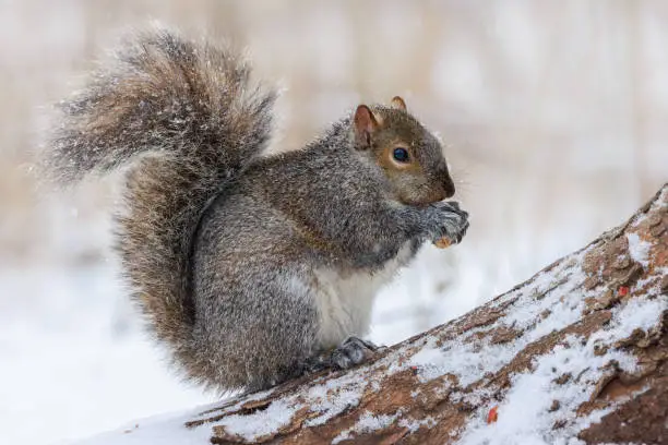 Photo of Eastern Grey Squirrel in snow