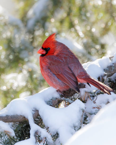 istock Northern Cardinal in Snow 1365285014