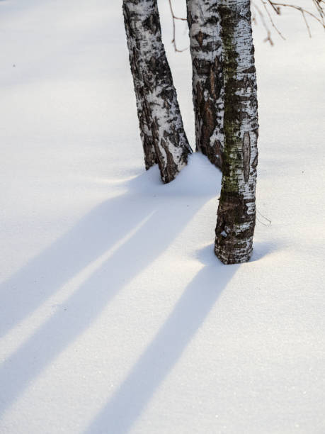 istock The trunk of a birch tree covered with snow 1365285836