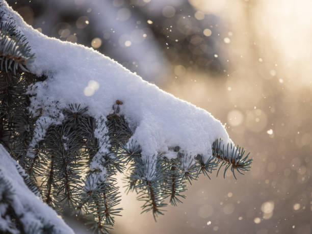 istock Green fir branches in winter covered with snow 1365285884