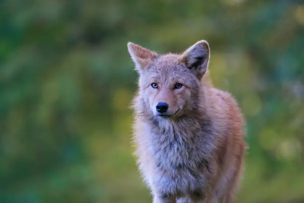 Beautiful Portrait Eastern Coyote