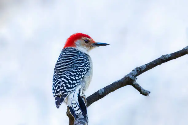 Photo of Red bellied woodpecker