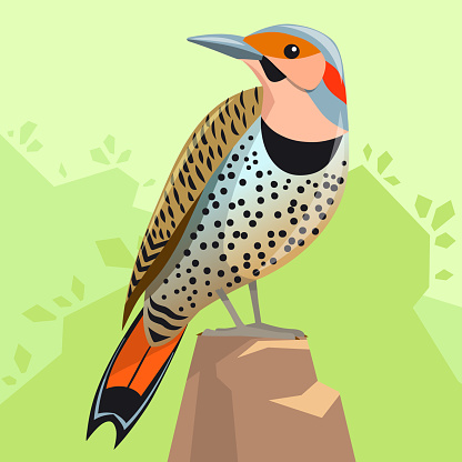 Bird - Northern Flicker, sitting on a background of green forest. A bird of the woodpecker family, a symbol of Alabama. Bright image in cartoon style. Vector, stock.