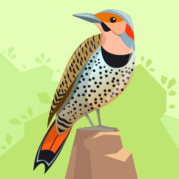 Bird - Northern Flicker, sitting on a background of green forest. A bird of the woodpecker family, a symbol of Alabama. Bird - Northern Flicker, sitting on a background of green forest. A bird of the woodpecker family, a symbol of Alabama. Bright image in cartoon style. Vector, stock. flicker bird stock illustrations