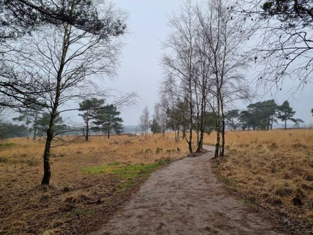istock Nature reserve Kalmthoutse heide in wintertime 1365289953