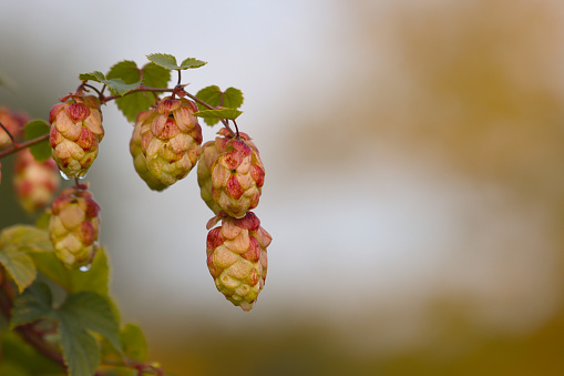 Blooming in September, the plant is an autumn hop.