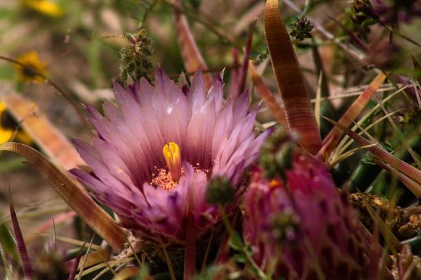istock close up of desert cactus flower with thorns around 1365290126